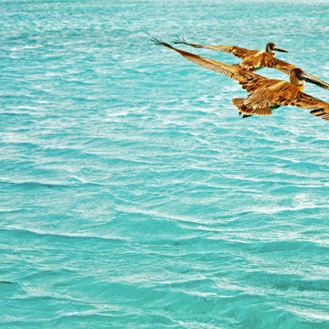 A pair of pelicans gliding over the ocean.