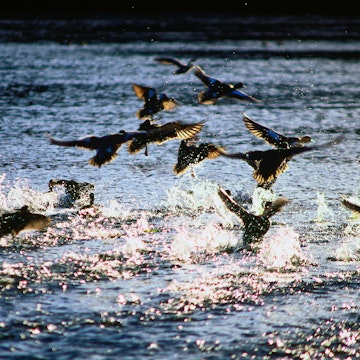 Wildlife in the Everglades: water birds - Everglades National Park, Florida