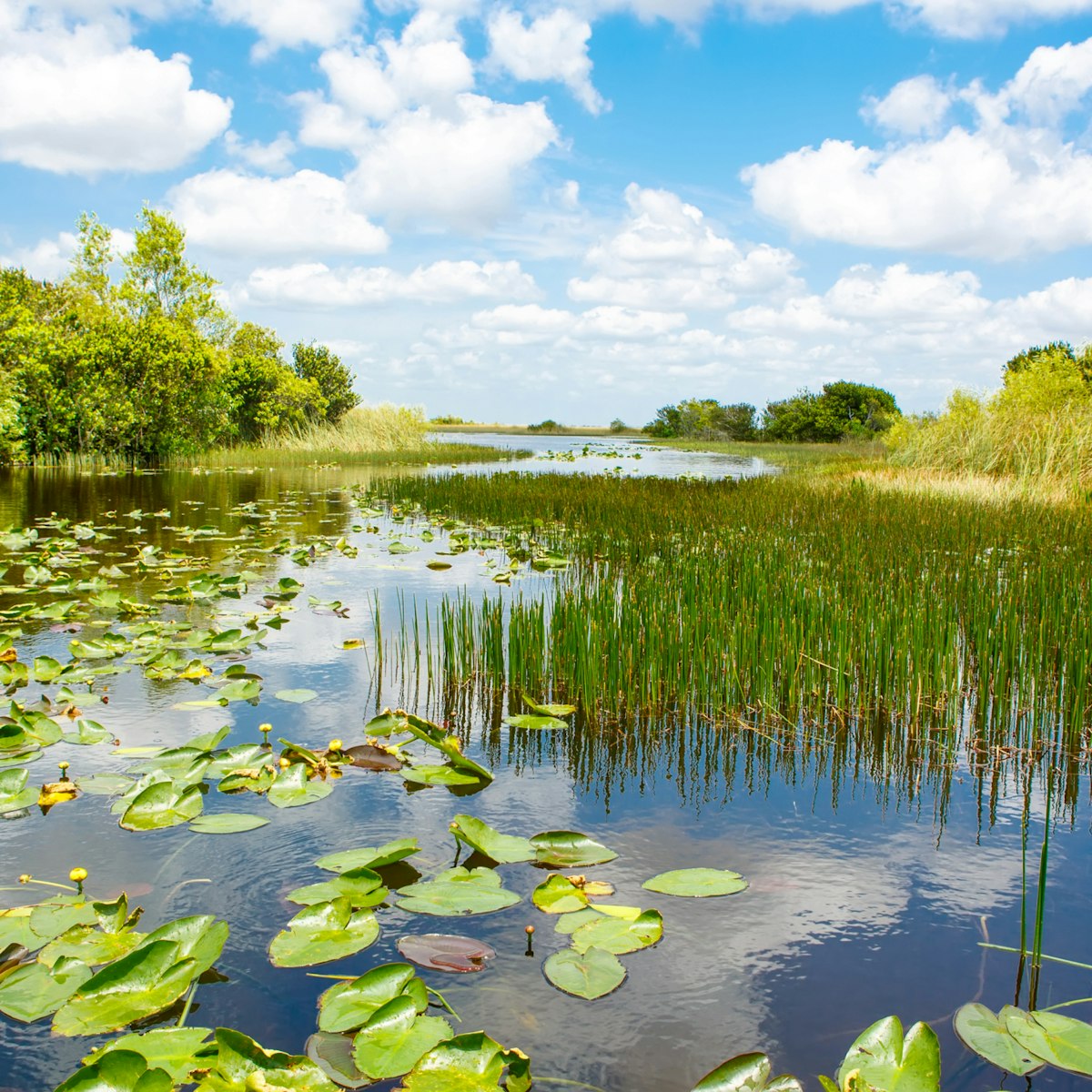 Florida wetland, Airboat ride at Everglades National Park in USA. Popular place for tourists, wild nature and animals.; Shutterstock ID 551715508; Your name (First / Last): Lauren Keith; GL account no.: 65050; Netsuite department name: Content Asset; Full Product or Project name including edition: Guides Project Eastern USA