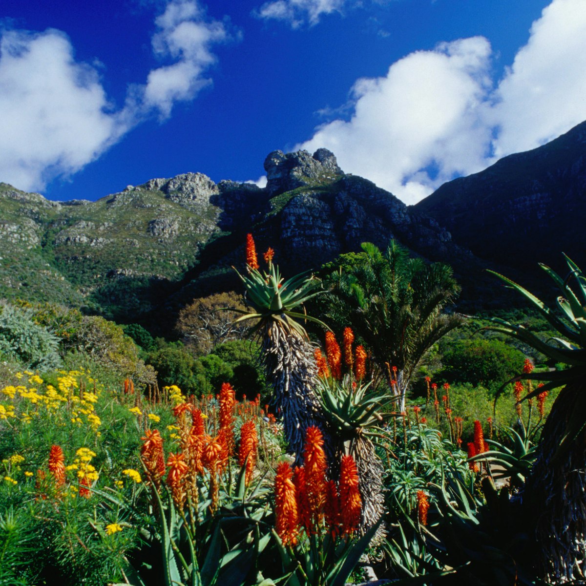 Flowers in the Kirstenbosch Botanic Gardens below Table Mountain.