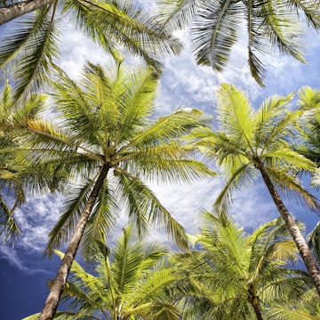 Palm trees lining beach at Playa Carillo.