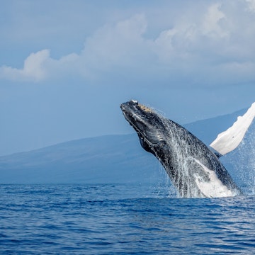 500px Photo ID: 110117303 - Breaching Whale — Maui