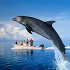 Atlantic Ocean, near West End, Bahamas. Species found in most tropical, subtropical and temperate regions. Dolphin spotting has become a popular tourist activity for visitors to the Bahamas in recent years.