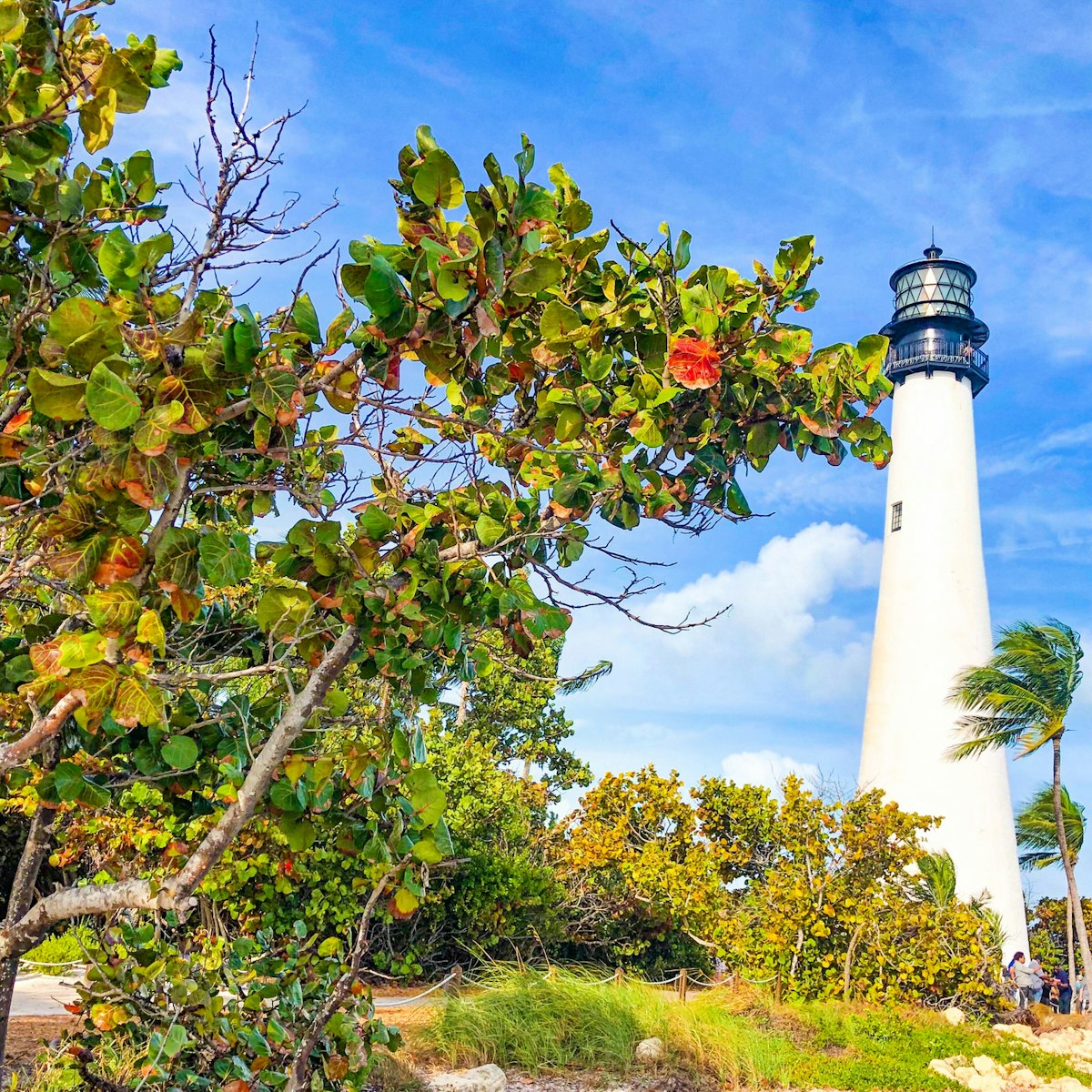 Nature beauty in key biscayne