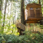 Remote tree house in forest