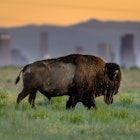 Bison ranges through Rocky Mountain Arsenal National Wildlife Refuge with the Denver City Skyline in the back at sunset.