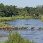 90260363
outdoor, nature, wilderness, river, day, nobody, animals, wildlife, south africa, walking, crossing, herd, kruger national park, fording, elephants, sabie river
Herd of elephants fording river, Kruger National Park, South Africa - stock photo