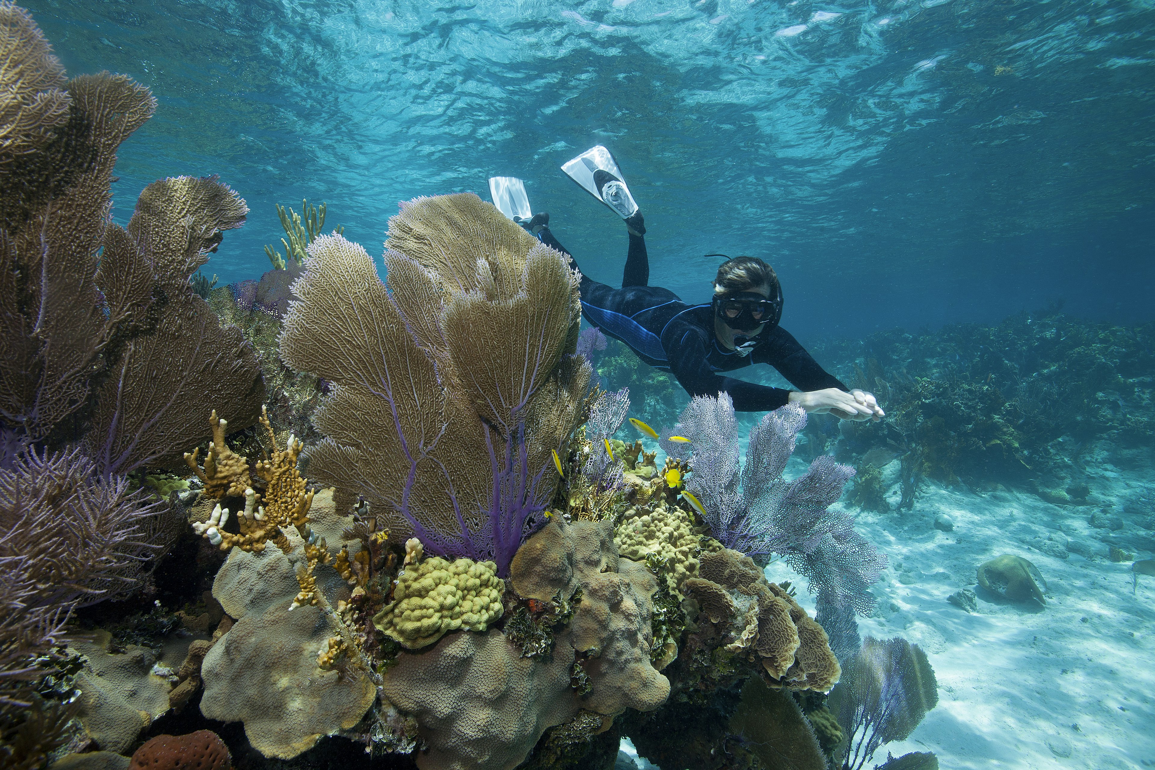 Snorkeler enjoys the warm, clear waters of the Bahamas