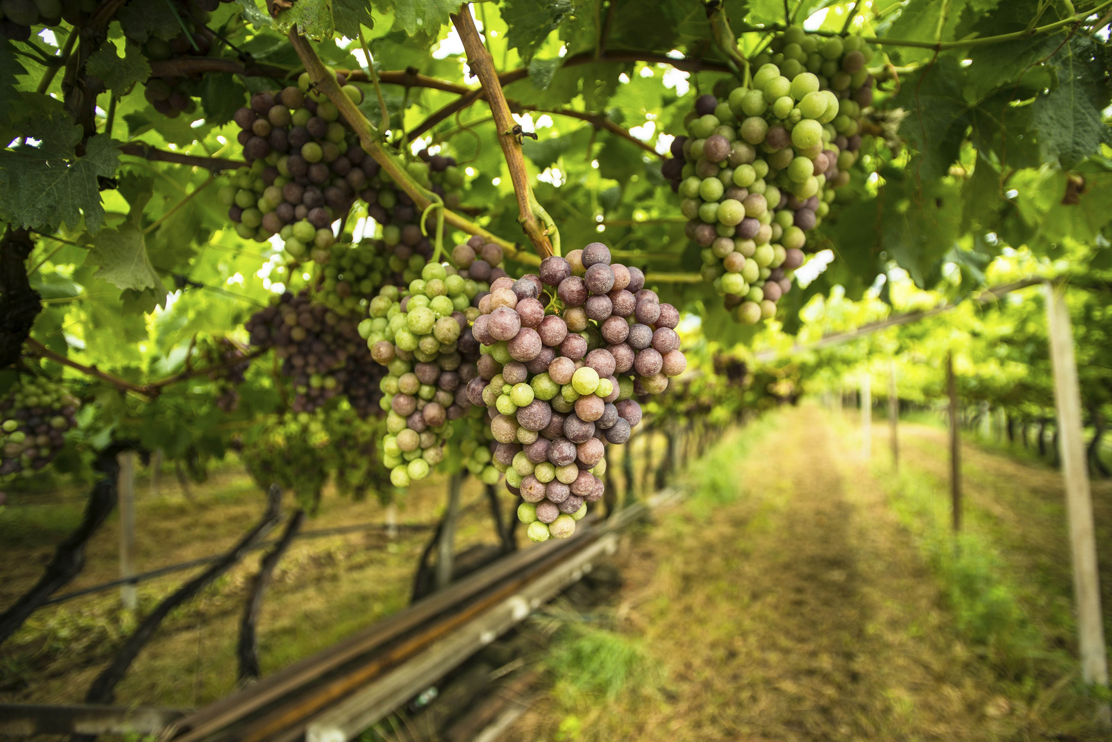 The vineyards of Trentino-Aldo Adige and Bolzano produce fine reds and whites. Getty Images