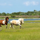 Assateague Island National Seashore in Maryland is home to wild horses. These wild horses are actually feral animals, meaning that they are descendants of domestic animals that have reverted to a wild state.