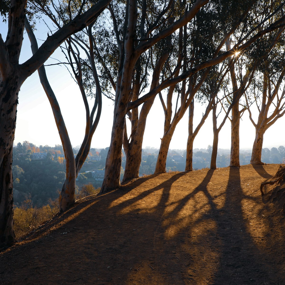 Tree lined Inspiration Point hiking trail in Will Rogers State Historic Park.
