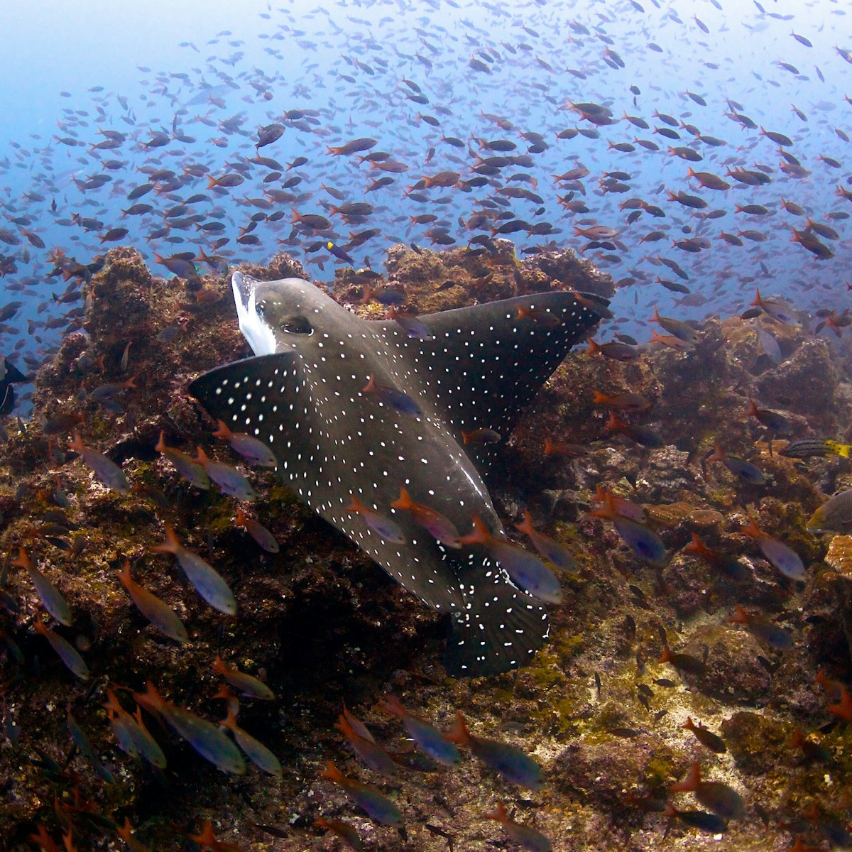 Eagle Ray swimming in the waters of Coco Island in Costa Rica; Shutterstock ID 127196843; your: Sloane Tucker; gl: 65050; netsuite: Online Editorial; full: POI
127196843