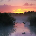 Everglades National Park at Sunrise with the Silhouette of a Flying Heron
104417945
dawn, early, ecosystem, everglades, fog, heron, lake, marsh, mist, morning, national park, river, silhouette, sunrise, swamp, water, wetlands