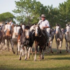 SAN ANTONIO DE ARECO, PROVINCE BUENOS AIRES, ARGENTINA - NOV 12: Gauchos en Fiesta de la Tradicion in San Antonio de Areco, November 12-13, 2011, province Buenos Aires, Argentina.
america, american, animal, argentina, argentinian, buenos aires, country, countryside, cowboy, culture, exhibitions, farm, fiesta de la tradicion, gaucho, hat, horse, horseman, man, nature, outdoors, people, person, portrait, ranch, rancher, ranger, ride, rider, rodeo, san antonio de areco, south, stallion, tamed, tradition, untamed, west, western, wild