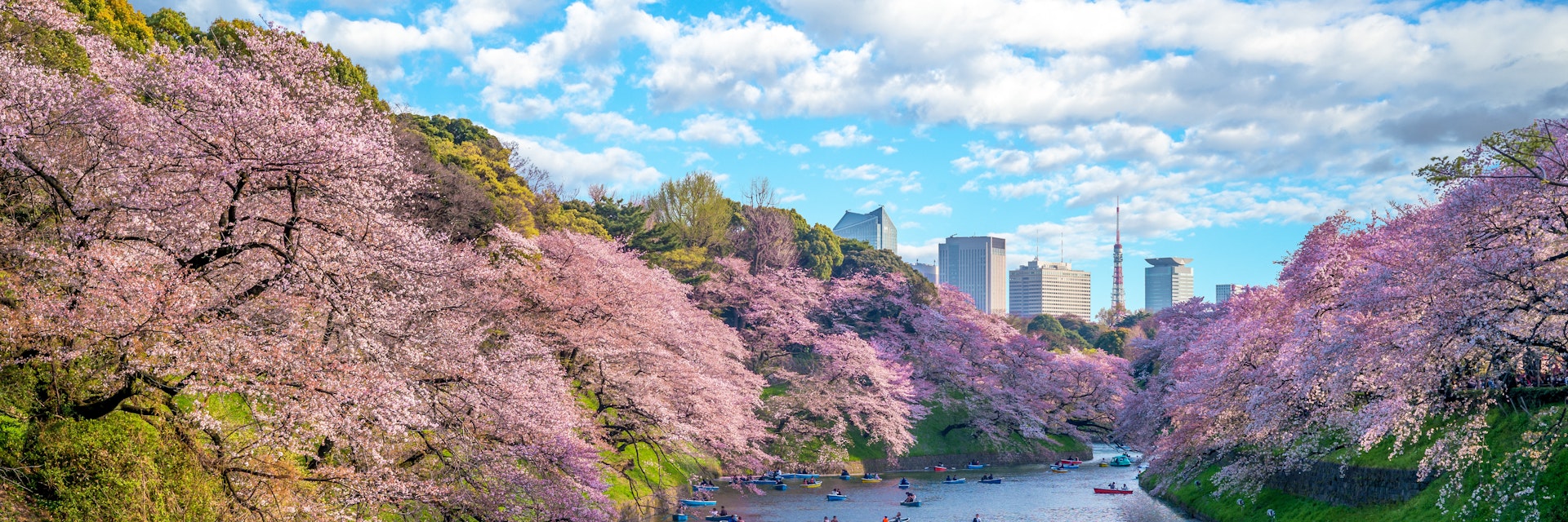 Many people paddle in boats near cherry blossoms at Chidorigafuchi Green Way in Tokyo.
