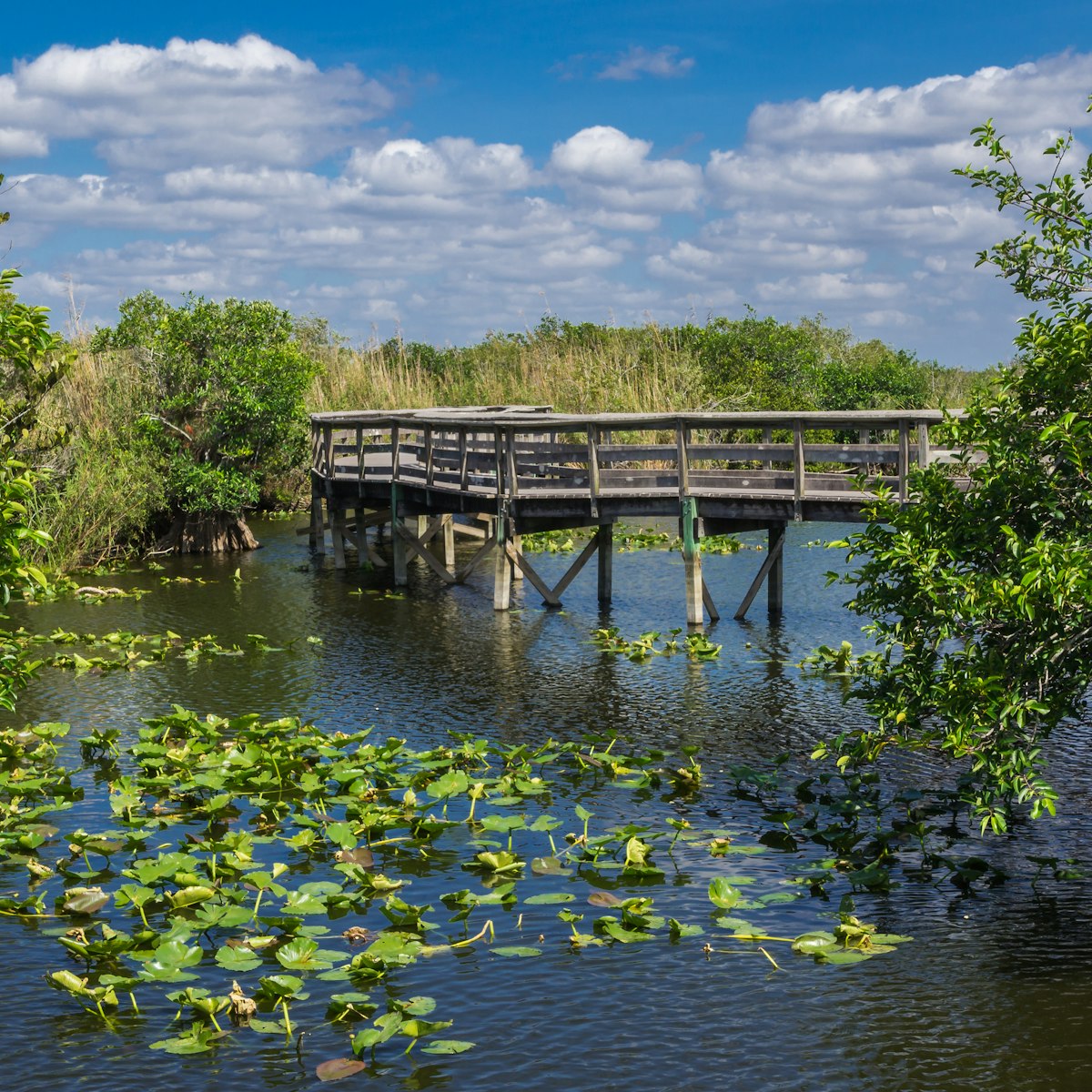 Anhinga Trail Boardwalk through the Everglades National Park, Florida.
