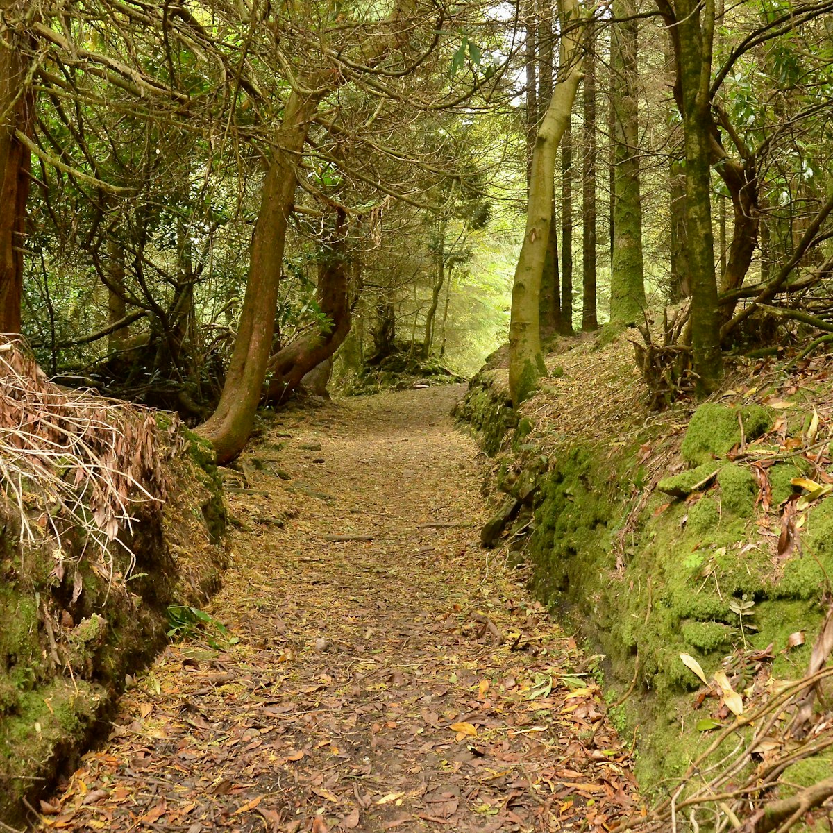 Mossy and leafy forest floor in Slieve Bloom Mountains.