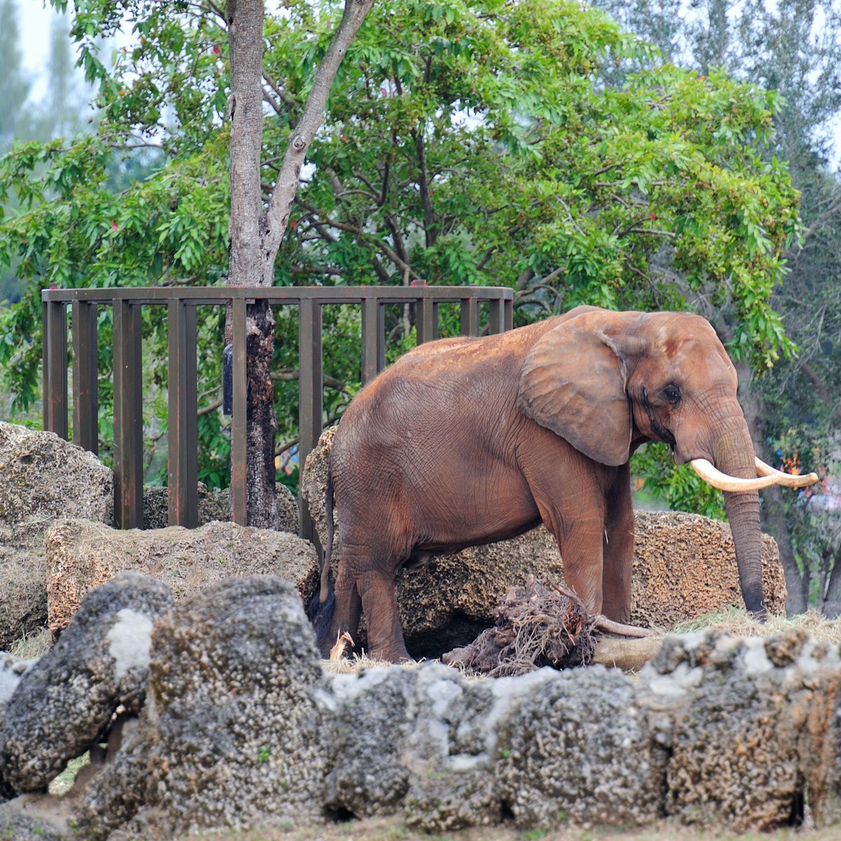 Elephant walking in Miami zoo - Image ID: CW0X2D

Zoo Miami
animals
animal
