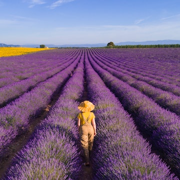 Woman enjoying the lavender fields in Provence. France. Aerial view.